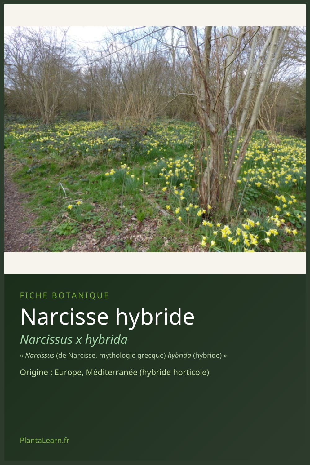 Narcisse hybride — Pin Pinterest