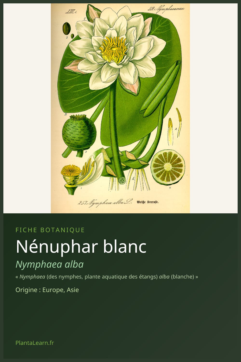 Nénuphar blanc — Pin Pinterest