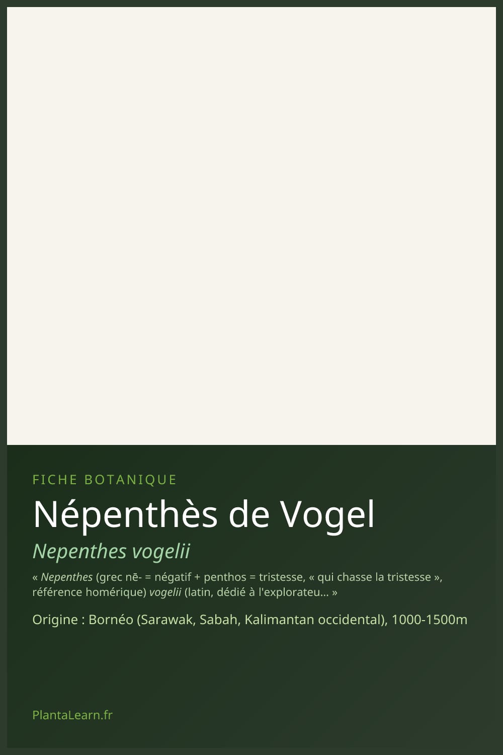 Népenthès de Vogel — Pin Pinterest