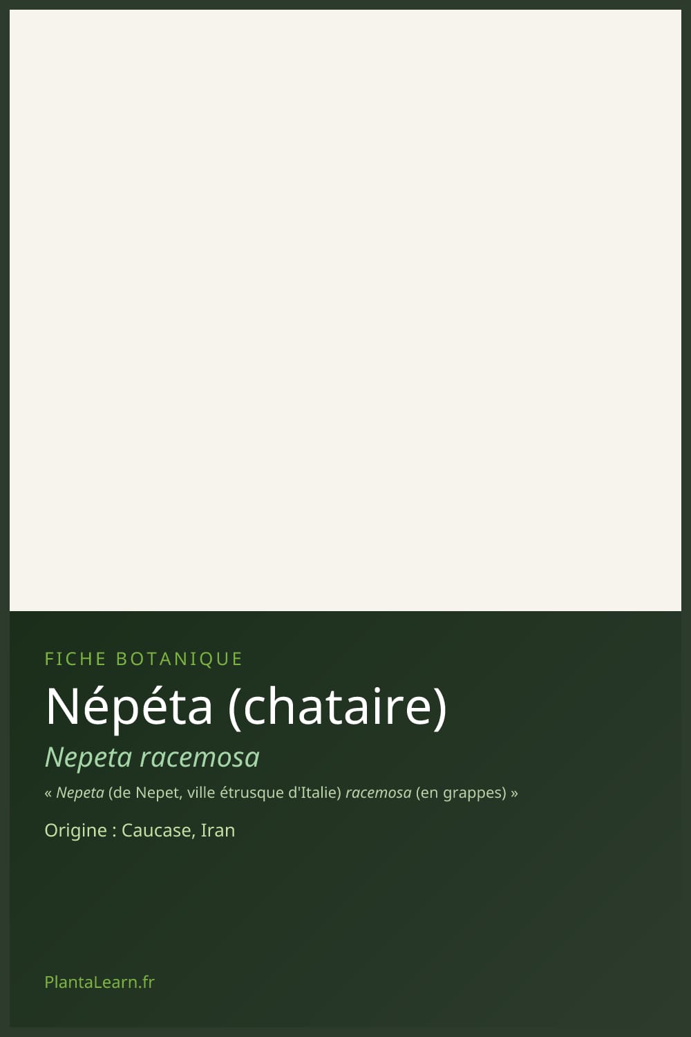 Népéta (chataire) — Pin Pinterest