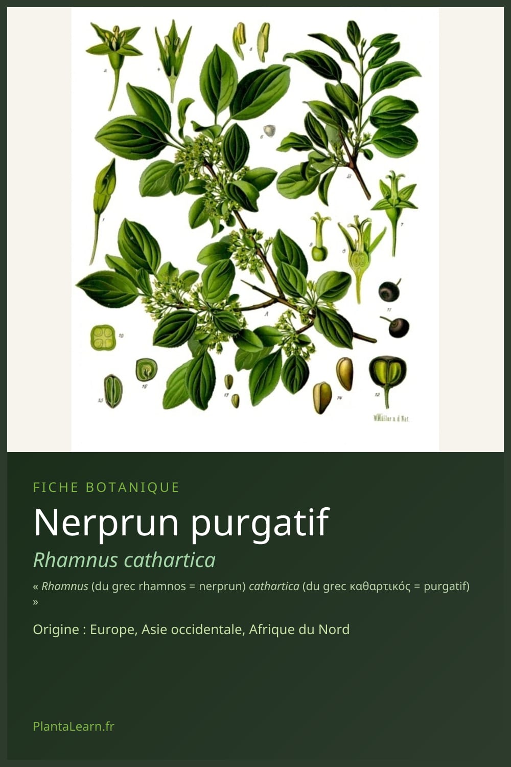 Nerprun purgatif — Pin Pinterest