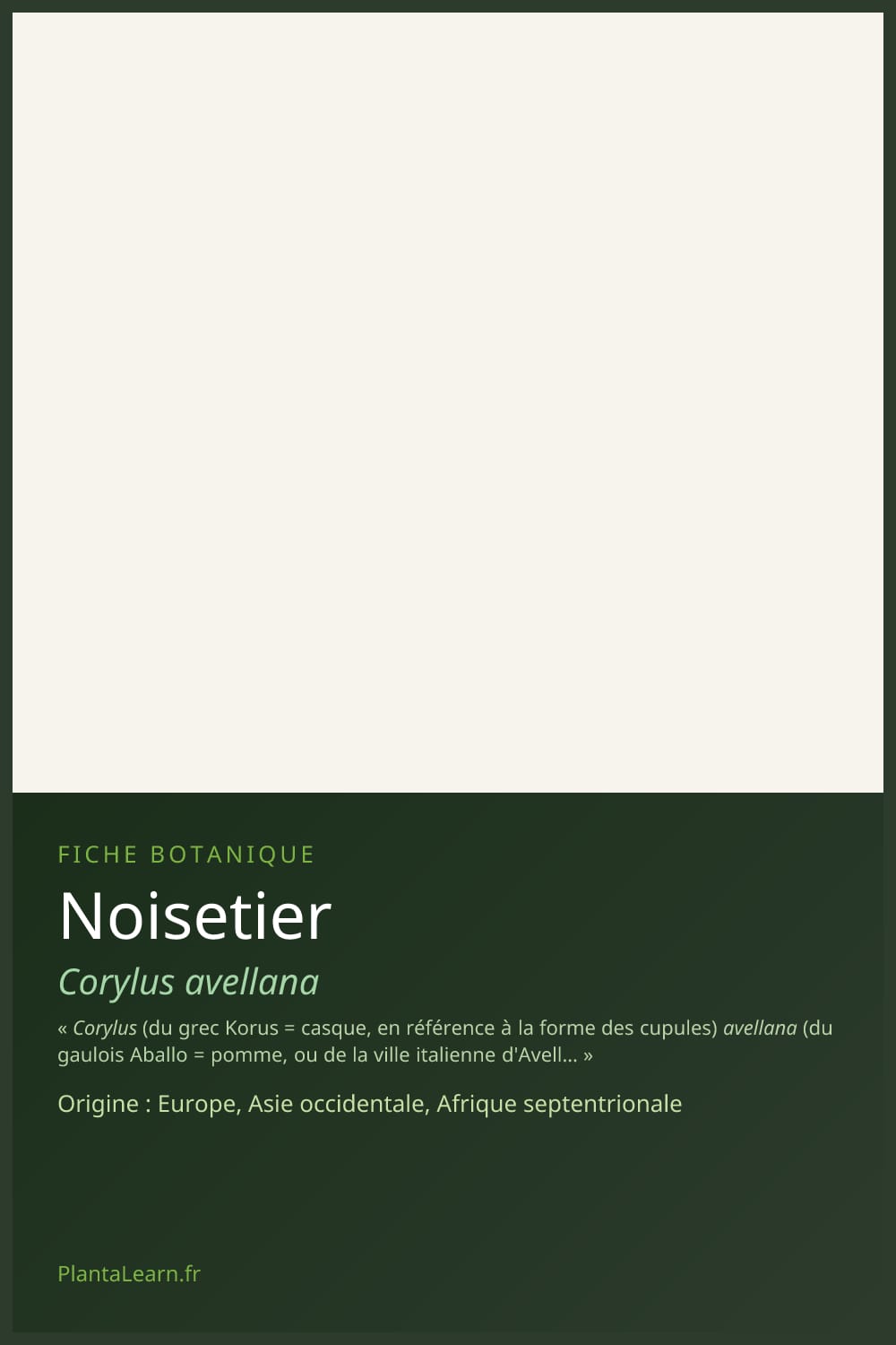 Noisetier — Pin Pinterest