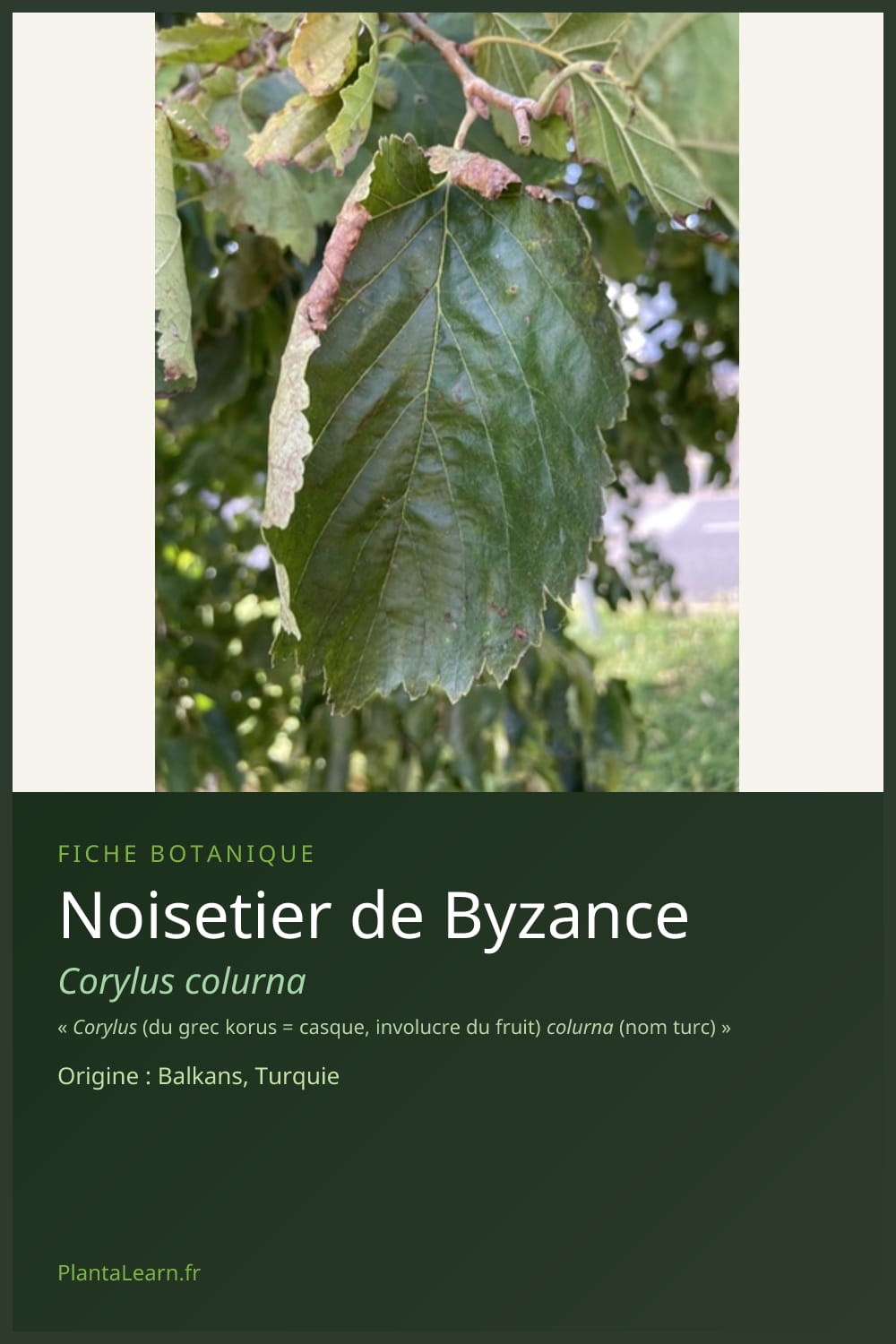 Noisetier de Byzance — Pin Pinterest
