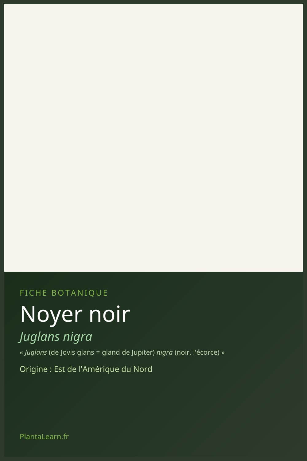 Noyer noir — Pin Pinterest