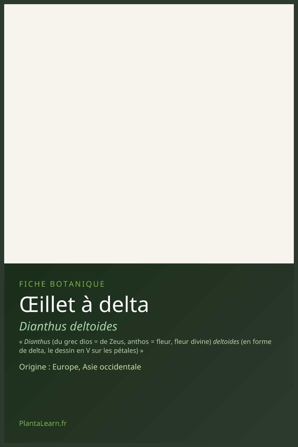 Œillet à delta — Pin Pinterest