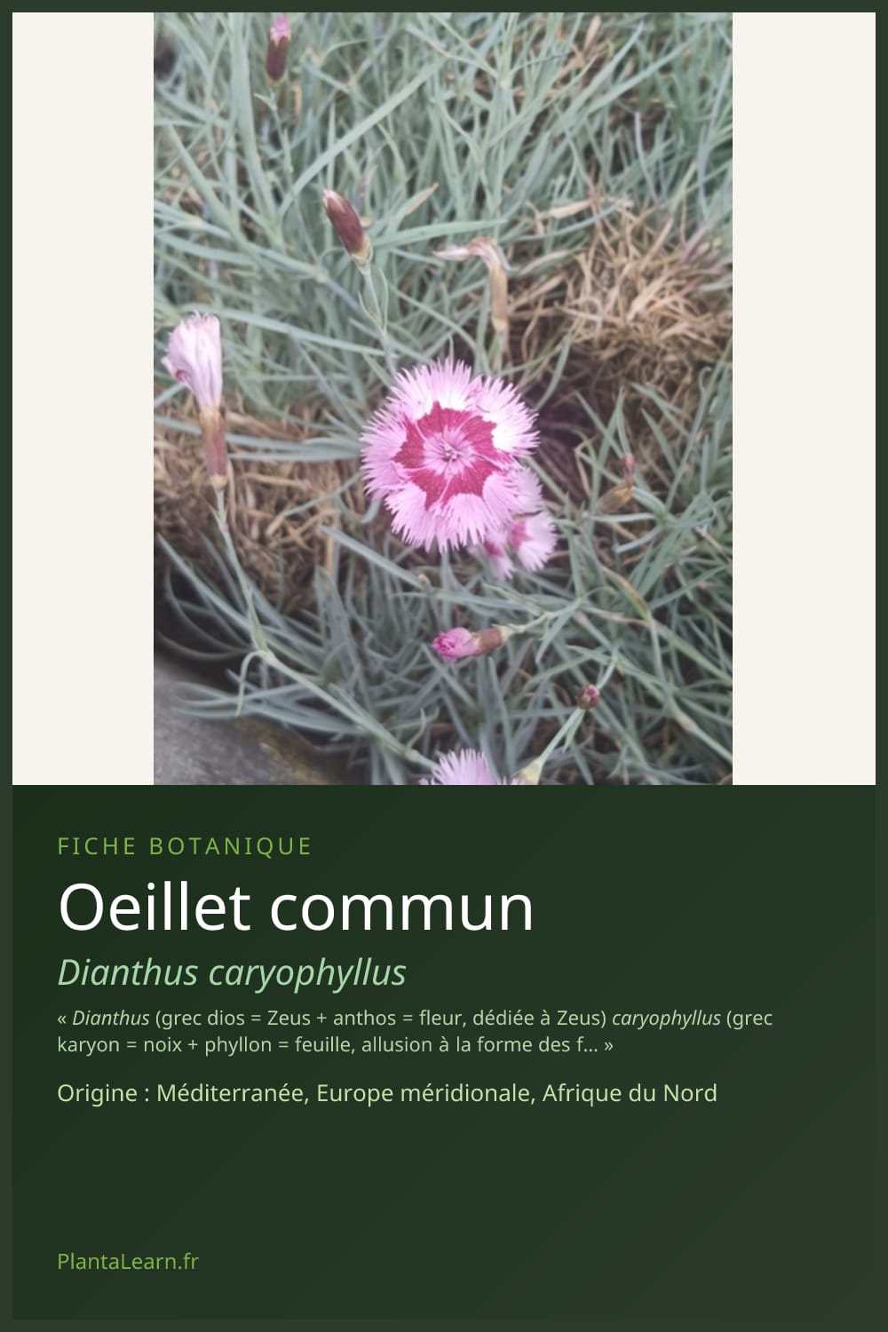 Oeillet commun — Pin Pinterest
