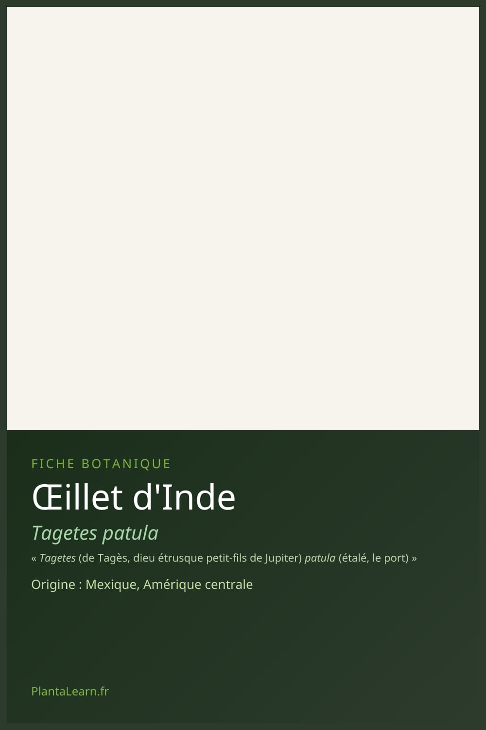 Œillet d'Inde — Pin Pinterest