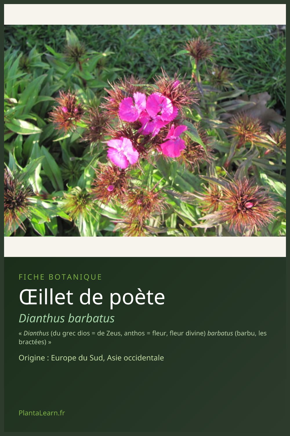 Œillet de poète — Pin Pinterest