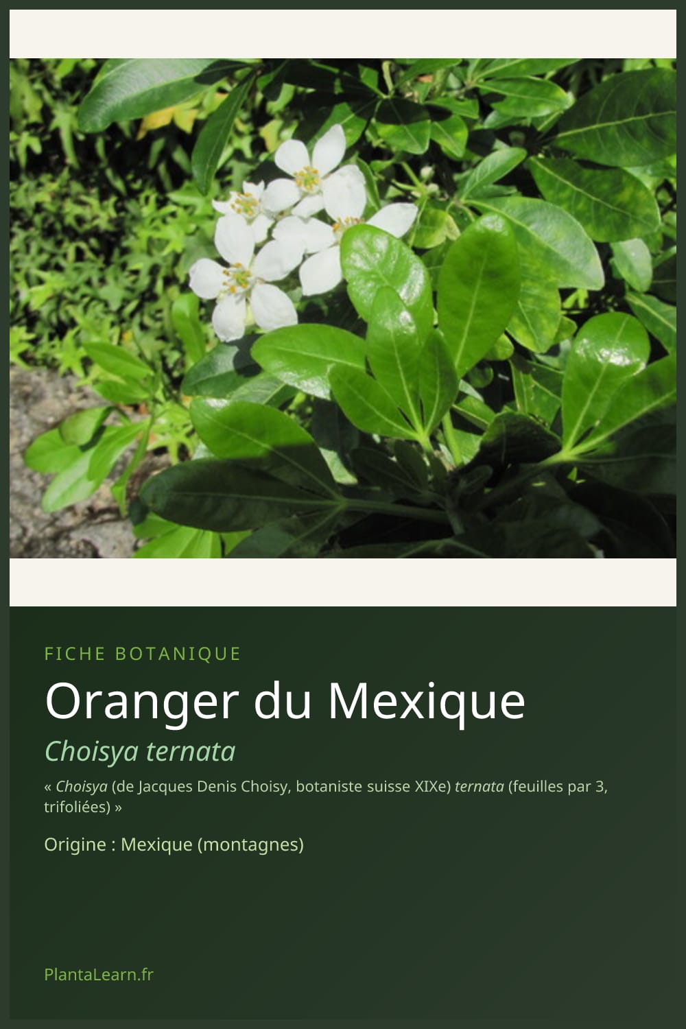 Oranger du Mexique — Pin Pinterest
