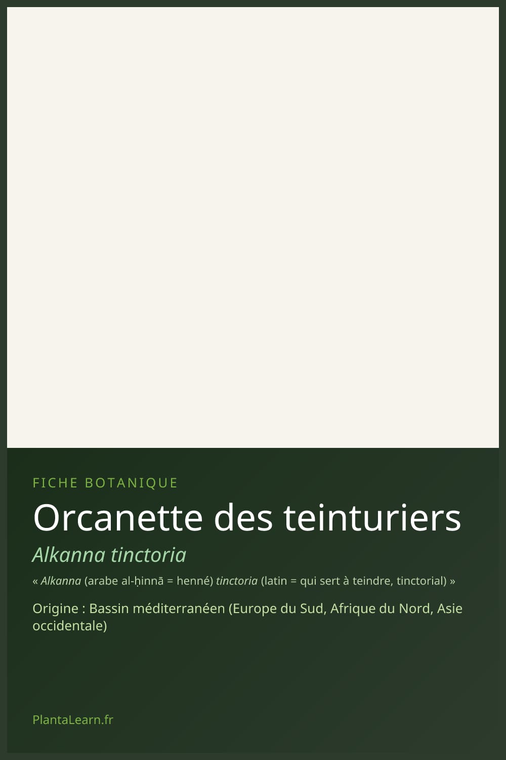 Orcanette des teinturiers — Pin Pinterest