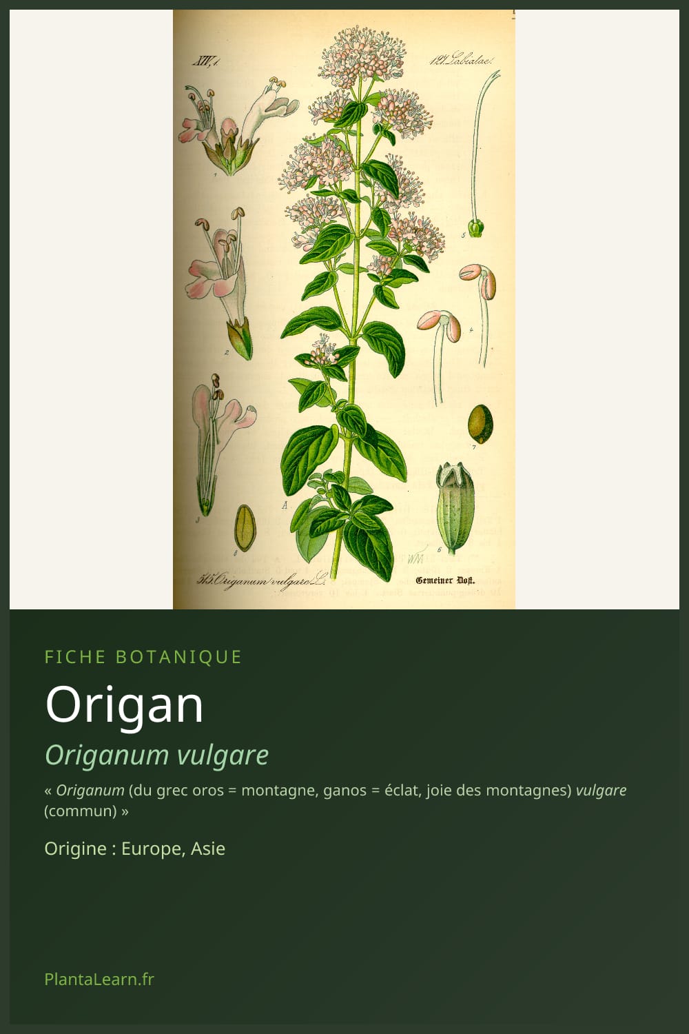 Origan — Pin Pinterest