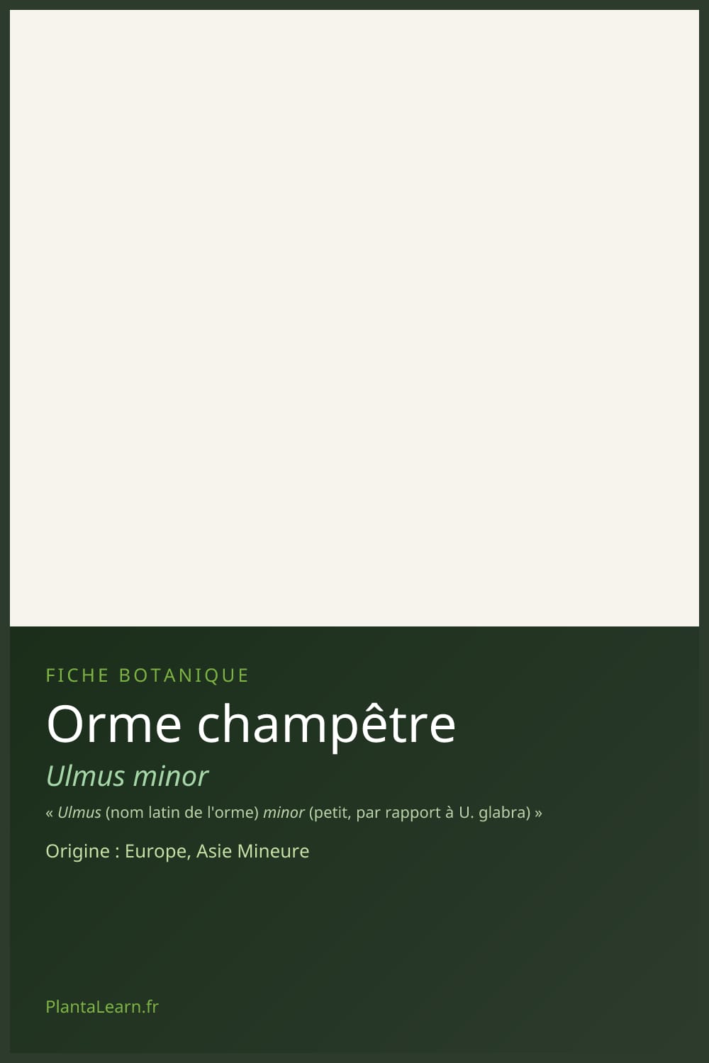 Orme champêtre — Pin Pinterest