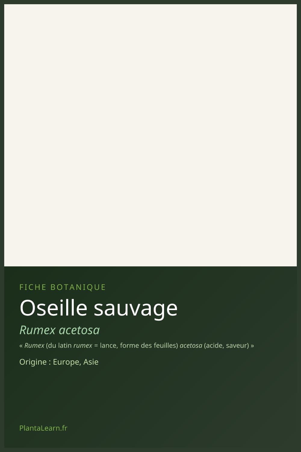 Oseille sauvage — Pin Pinterest