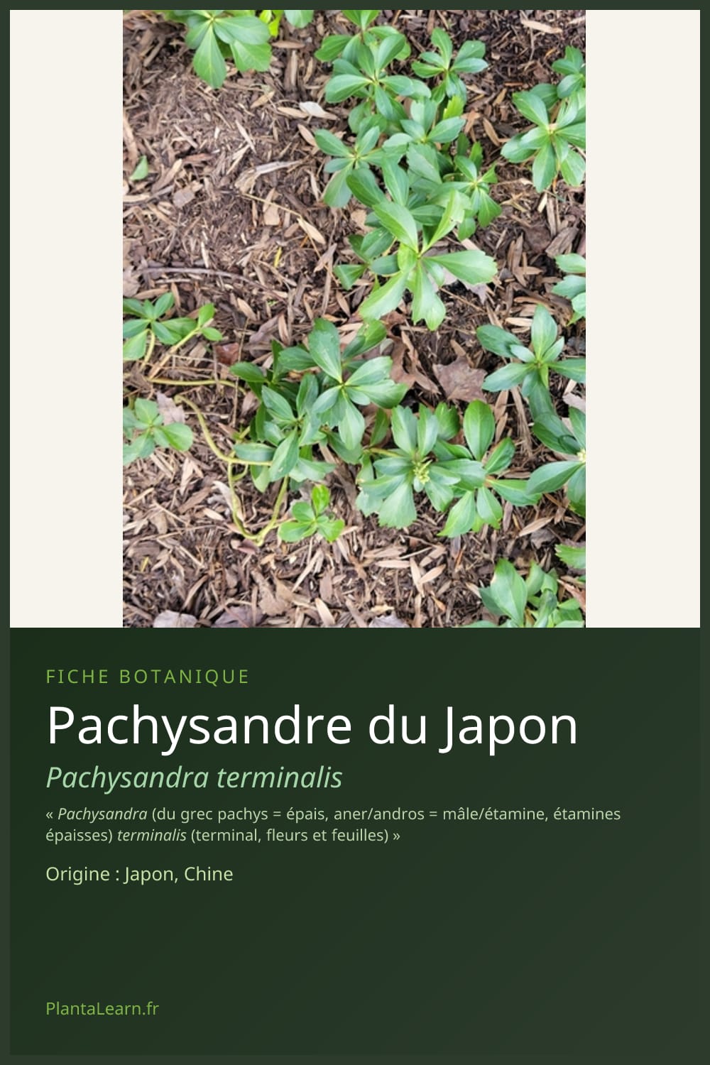 Pachysandre du Japon — Pin Pinterest