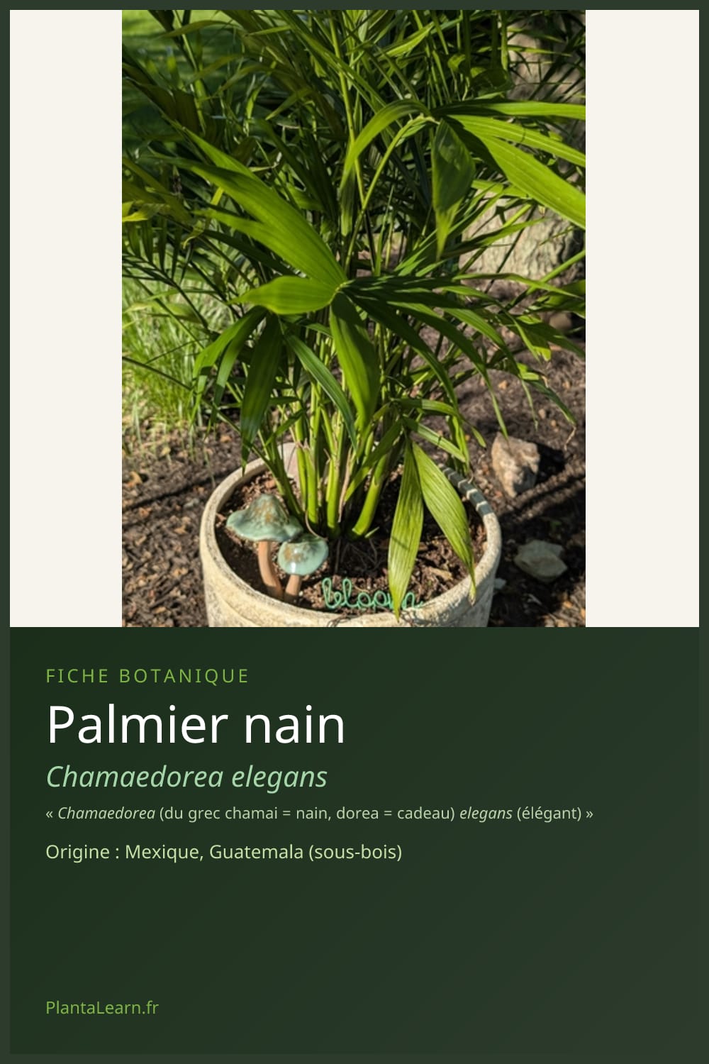 Palmier nain — Pin Pinterest