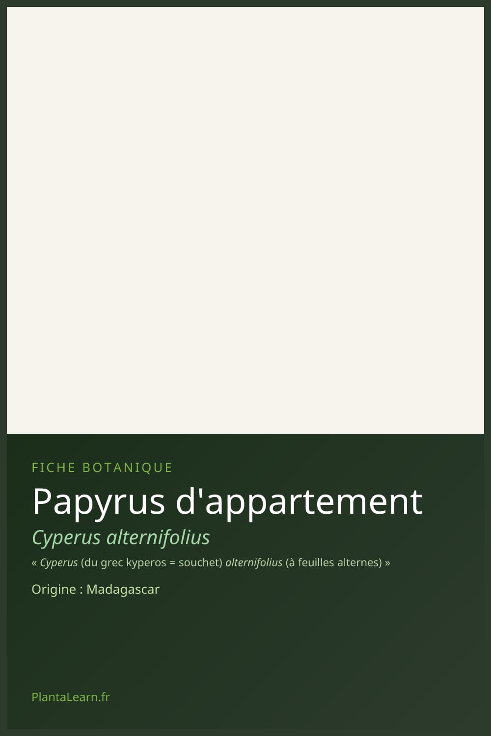 Papyrus d'appartement — Pin Pinterest