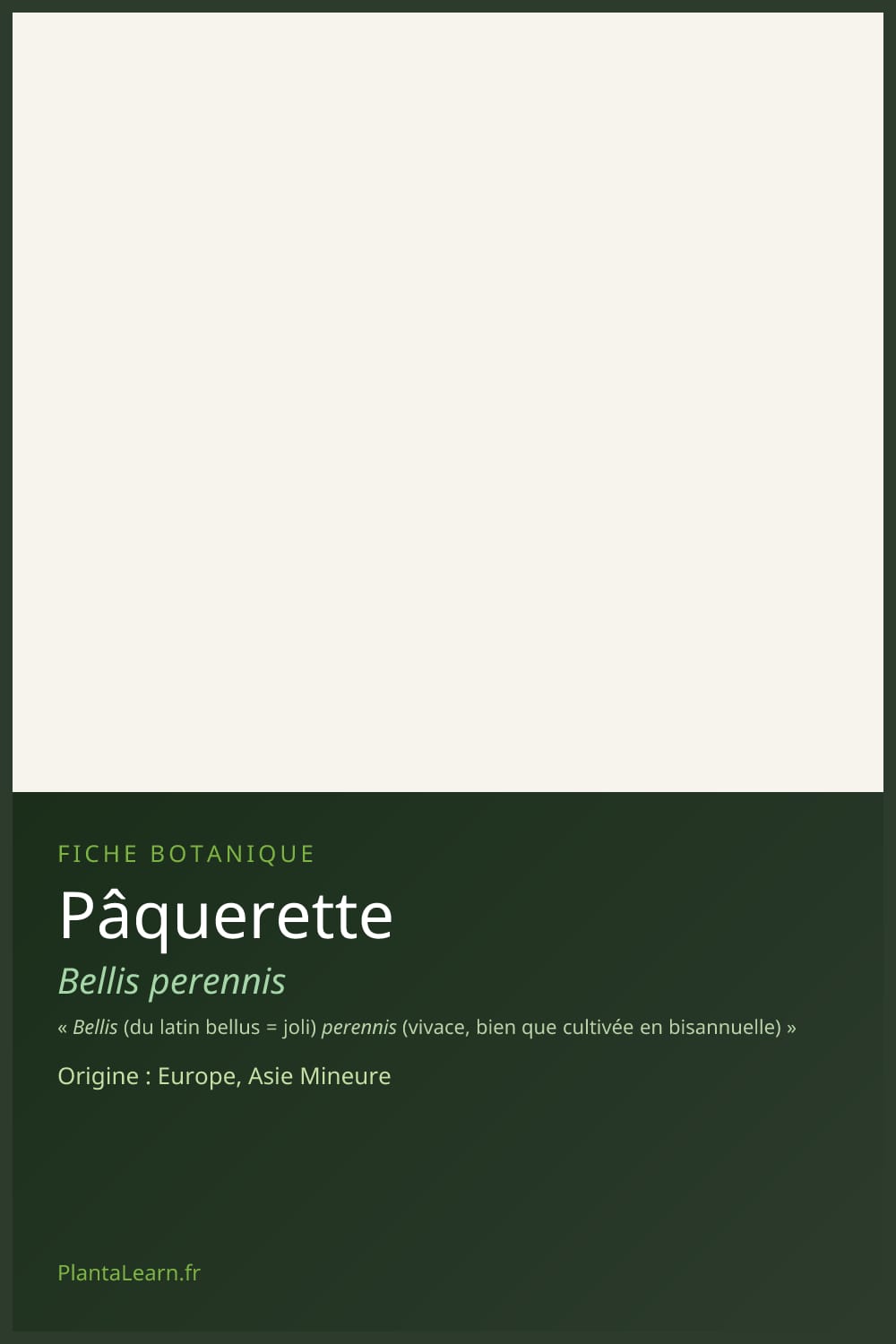 Pâquerette — Pin Pinterest