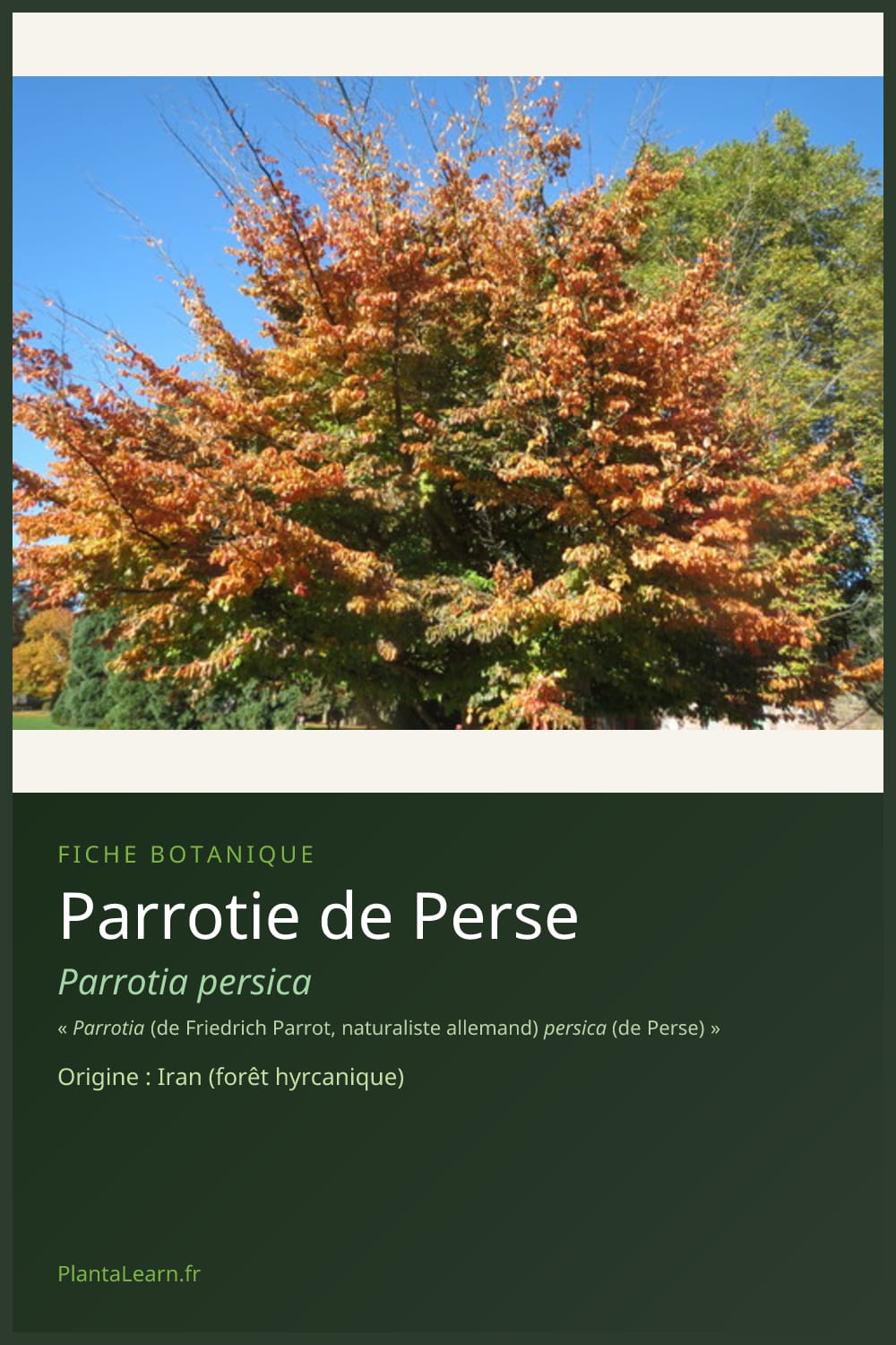 Parrotie de Perse — Pin Pinterest