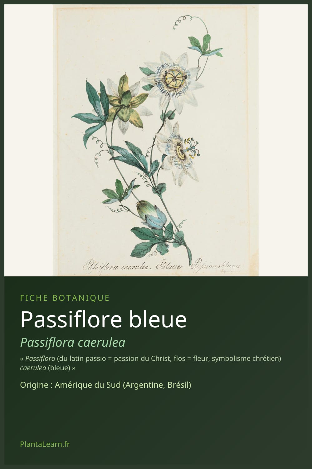 Passiflore bleue — Pin Pinterest