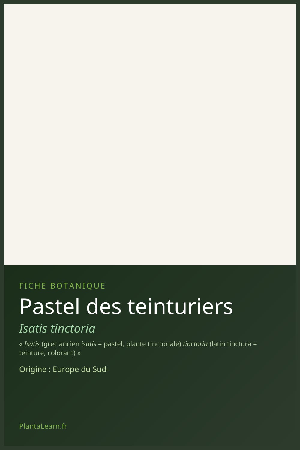Pastel des teinturiers — Pin Pinterest