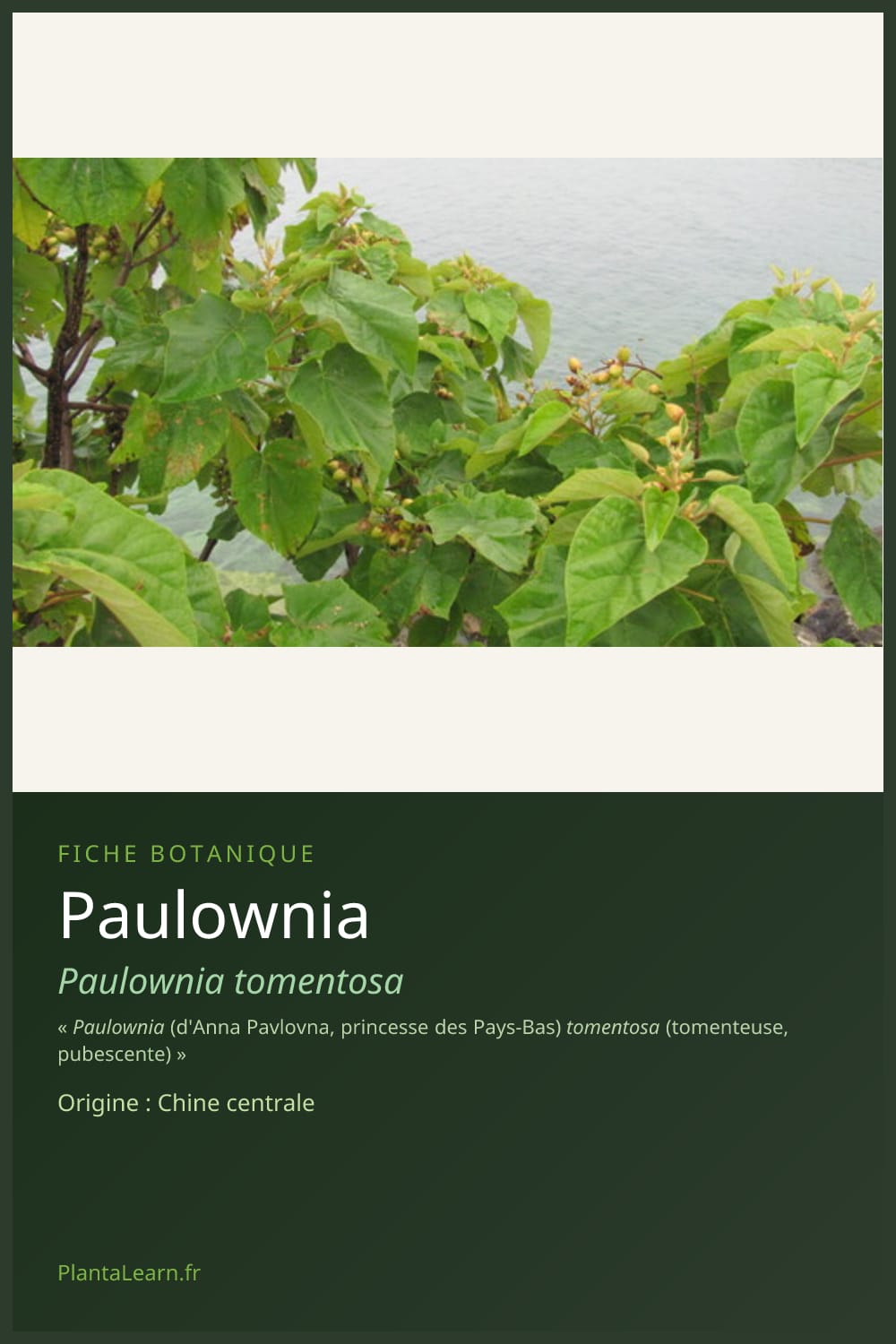 Paulownia — Pin Pinterest
