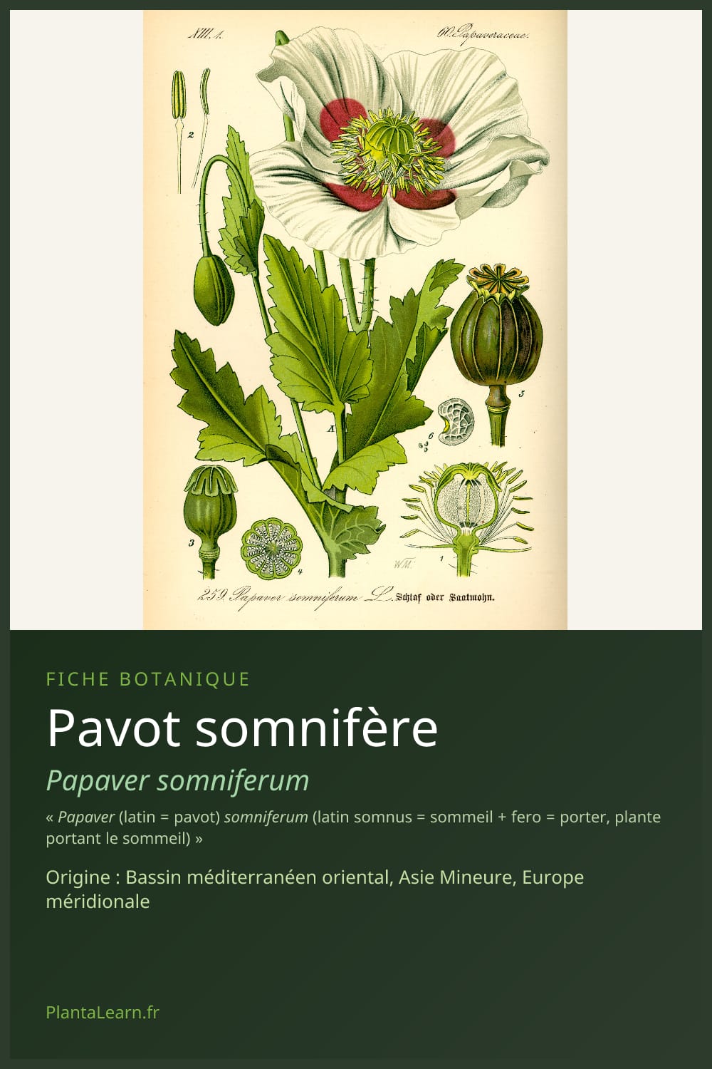 Pavot somnifère — Pin Pinterest