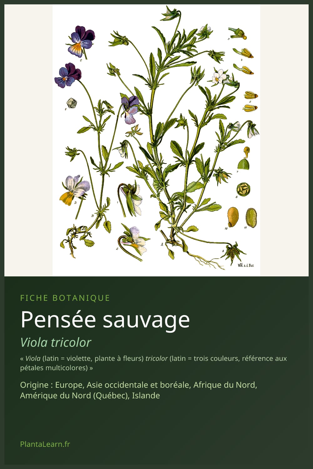 Pensée sauvage — Pin Pinterest