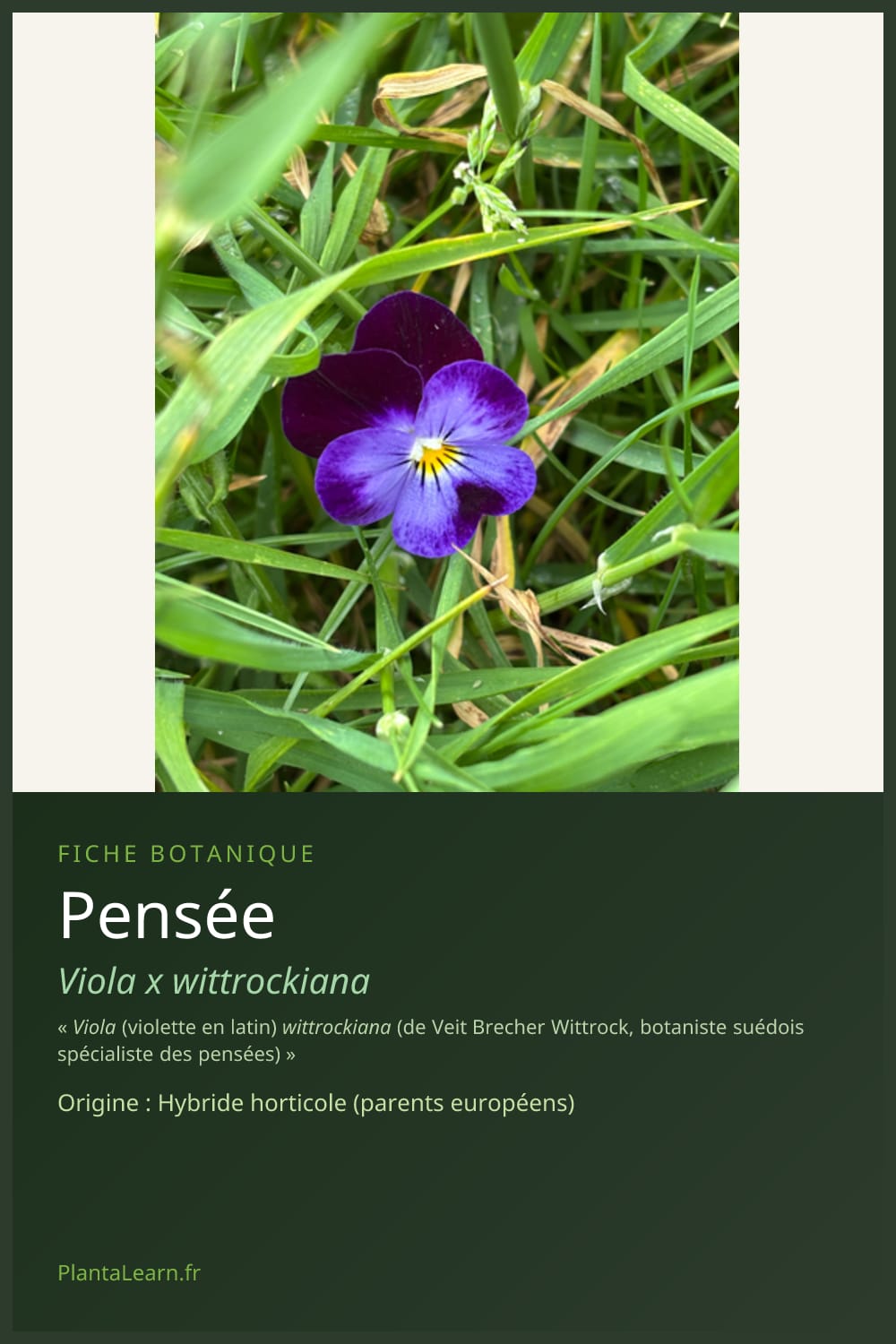 Pensée — Pin Pinterest