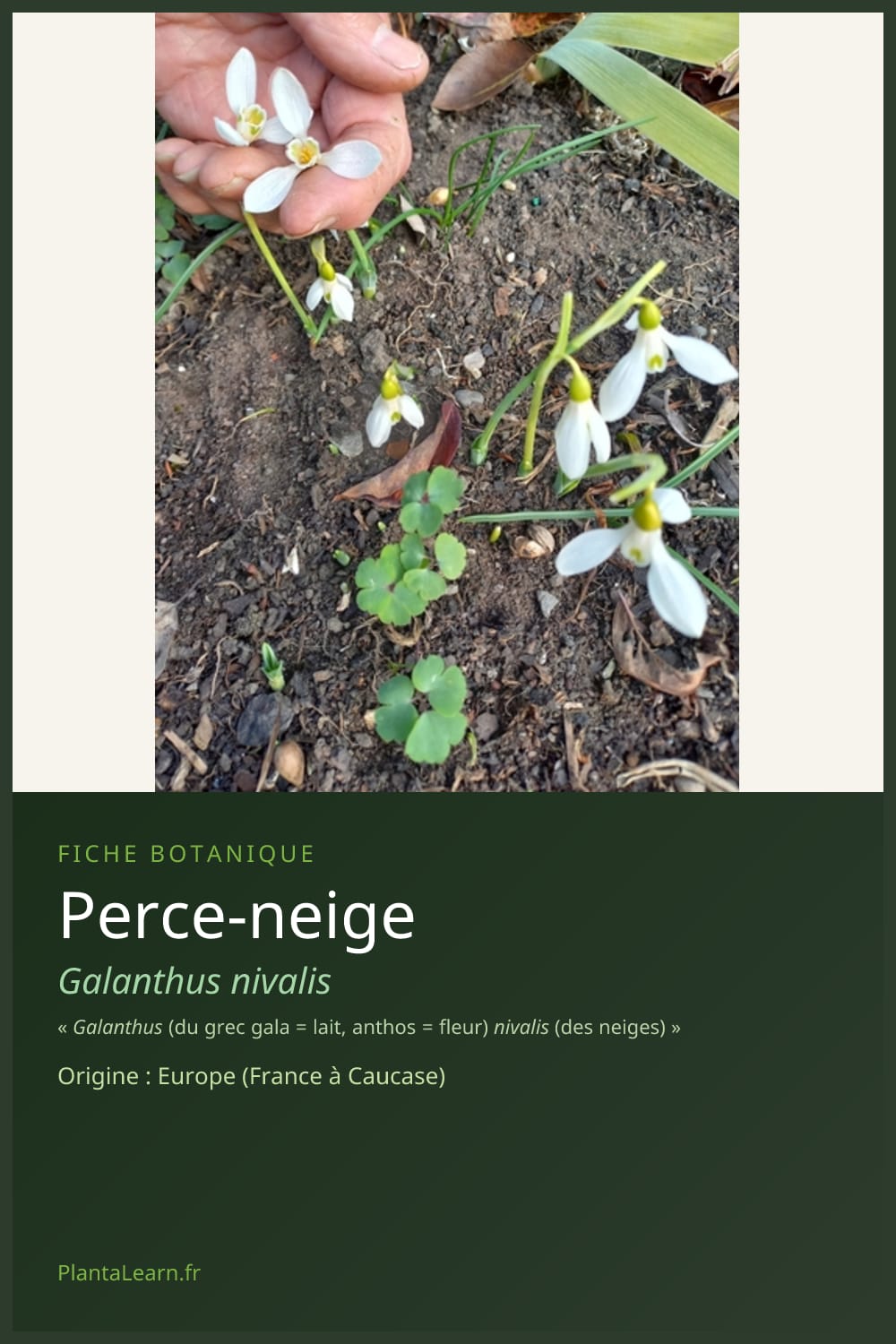 Perce-neige — Pin Pinterest