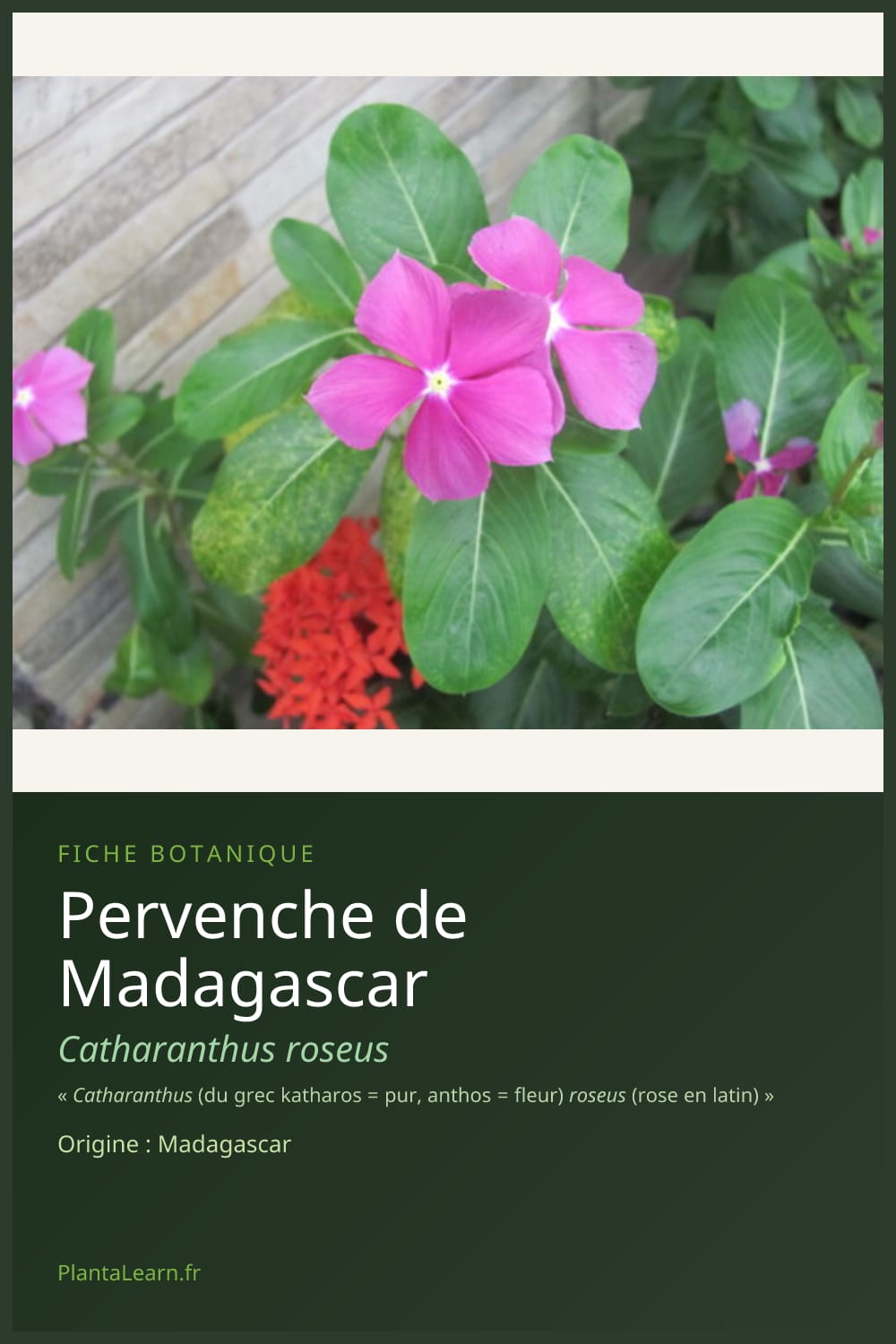 Pervenche de Madagascar — Pin Pinterest