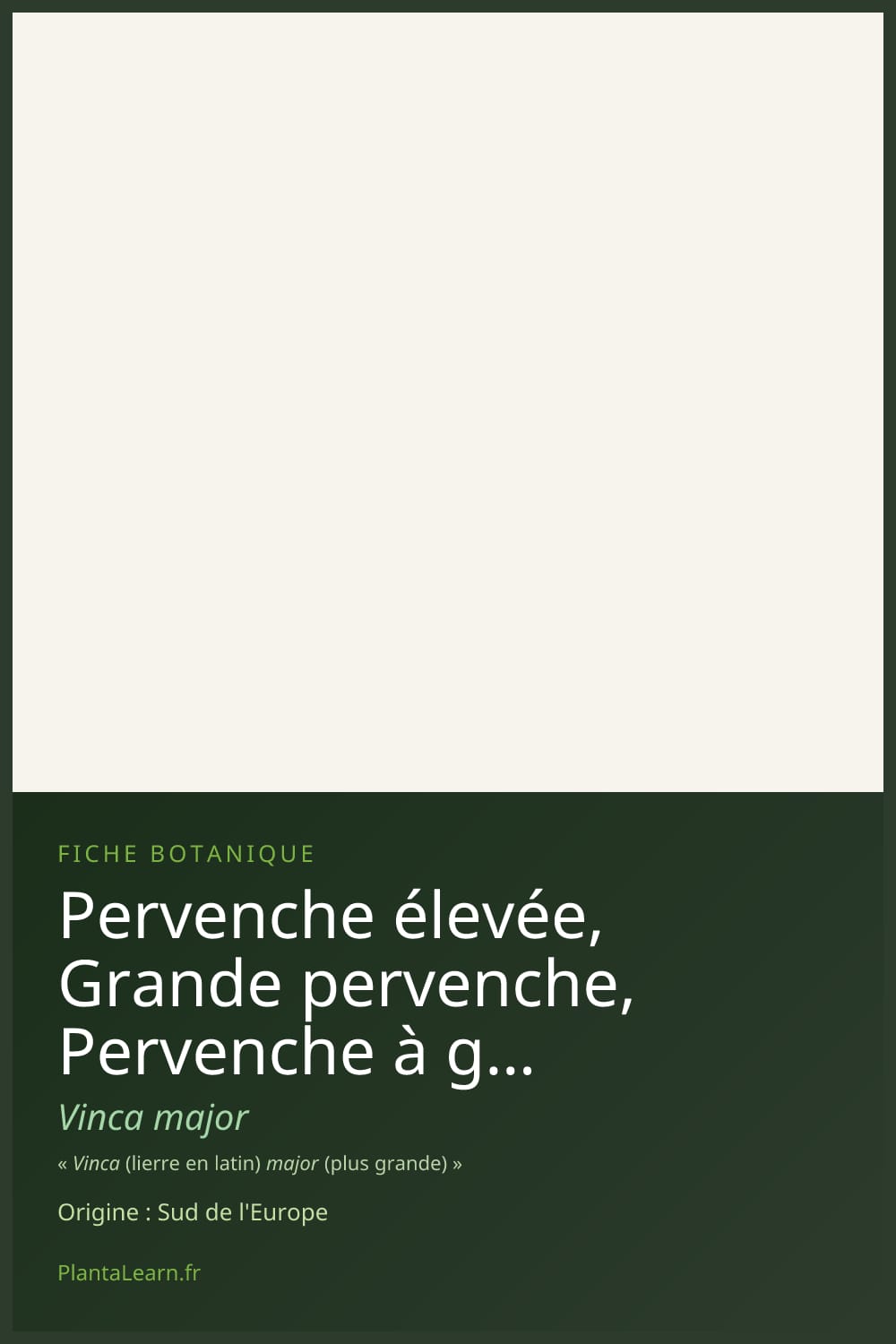 Pervenche élevée, Grande pervenche, Pervenche à grandes fleurs — Pin Pinterest