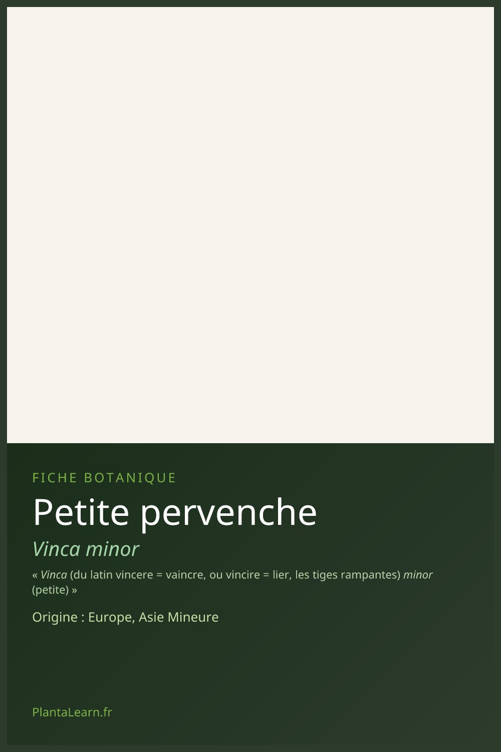 Petite pervenche — Pin Pinterest