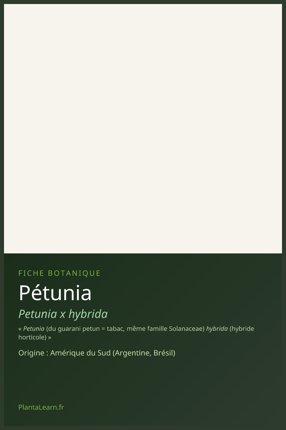Pétunia — Pin Pinterest