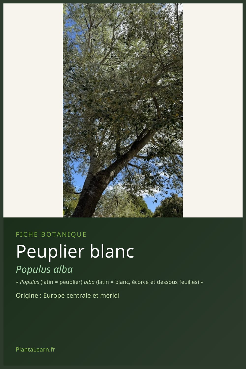Peuplier blanc — Pin Pinterest