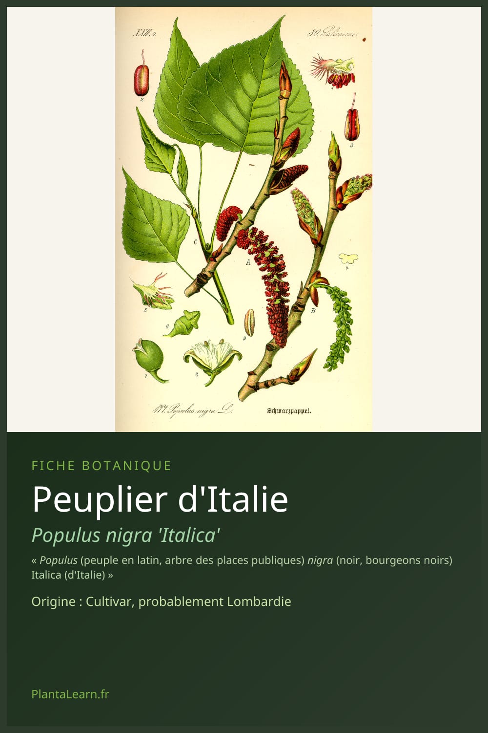 Peuplier d'Italie — Pin Pinterest