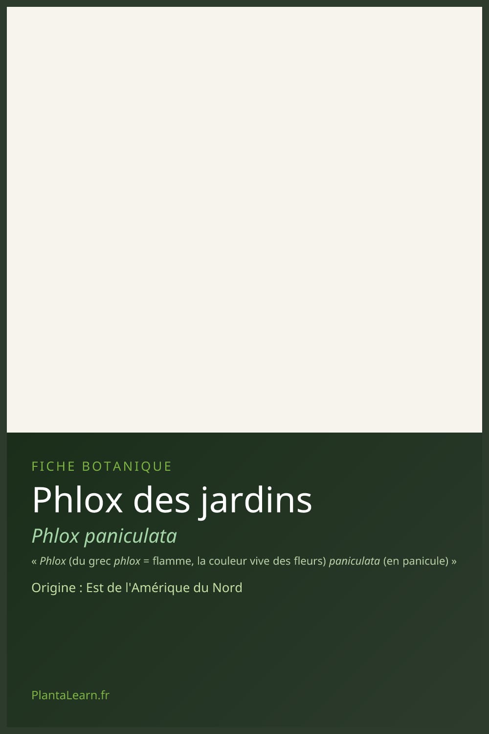 Phlox des jardins — Pin Pinterest