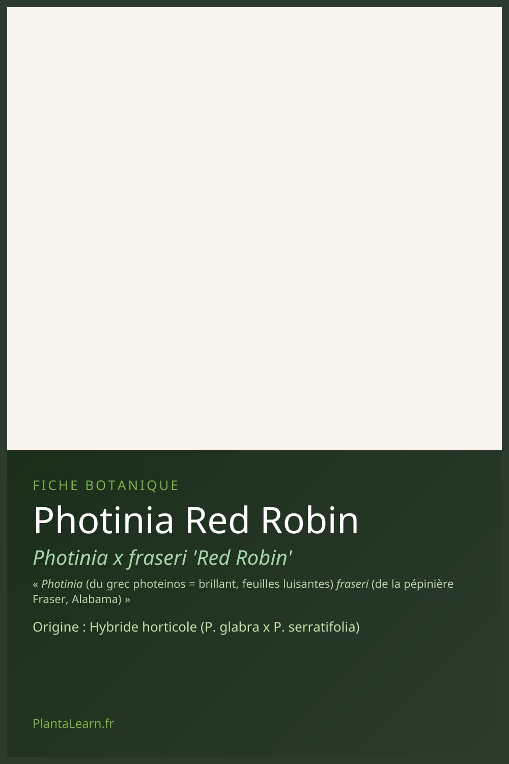 Photinia Red Robin — Pin Pinterest