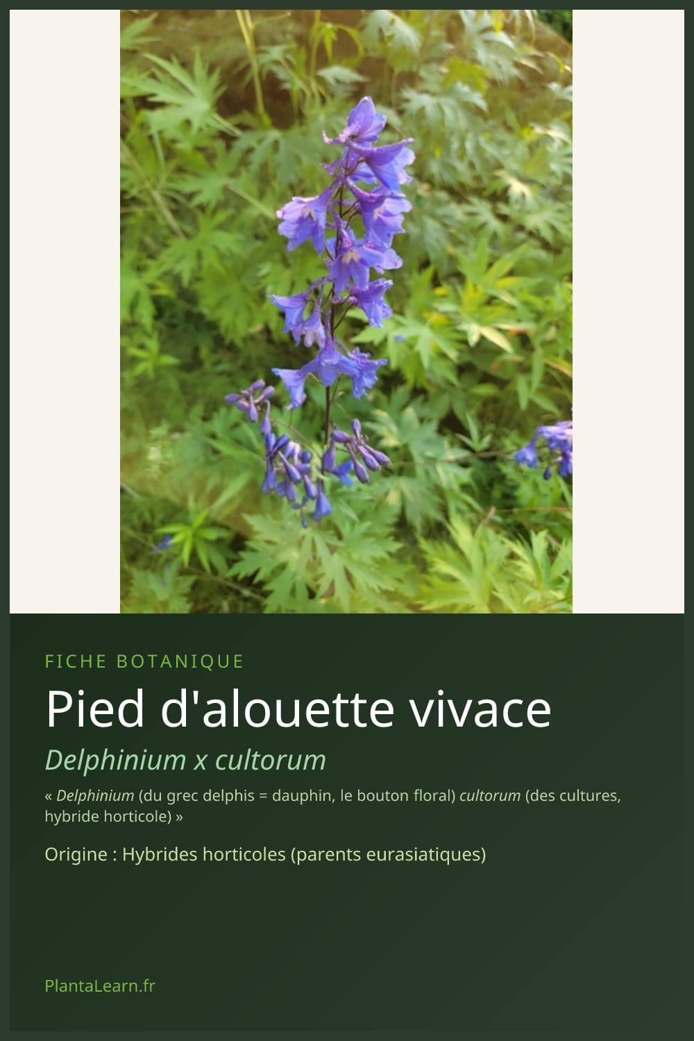 Pied d'alouette vivace — Pin Pinterest