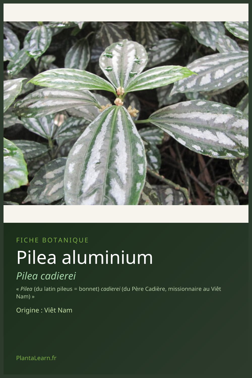 Pilea aluminium — Pin Pinterest