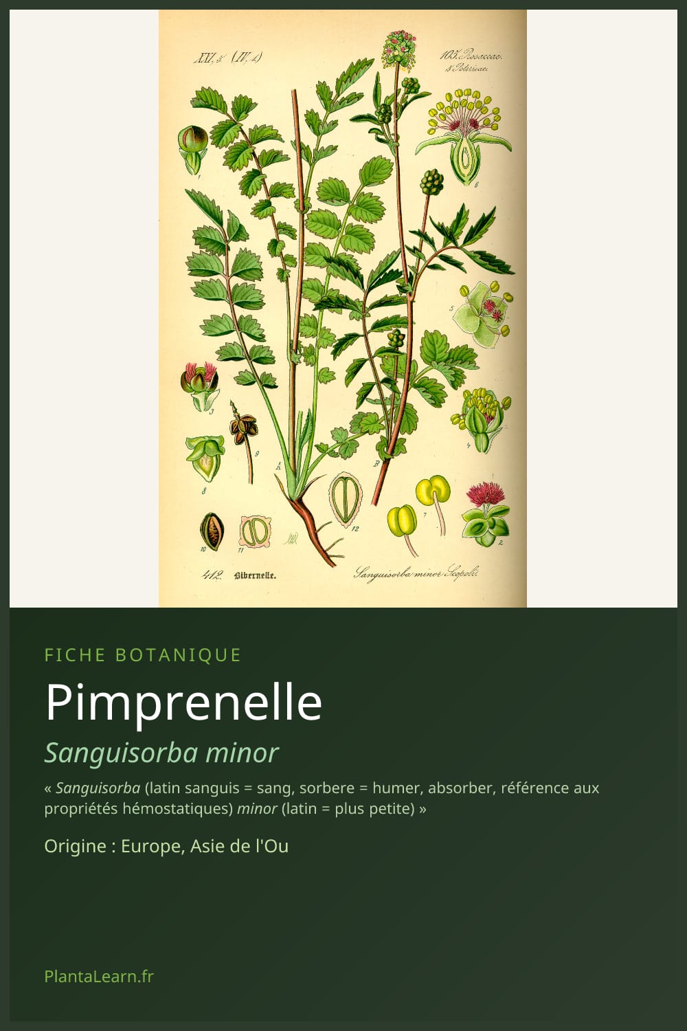 Pimprenelle — Pin Pinterest