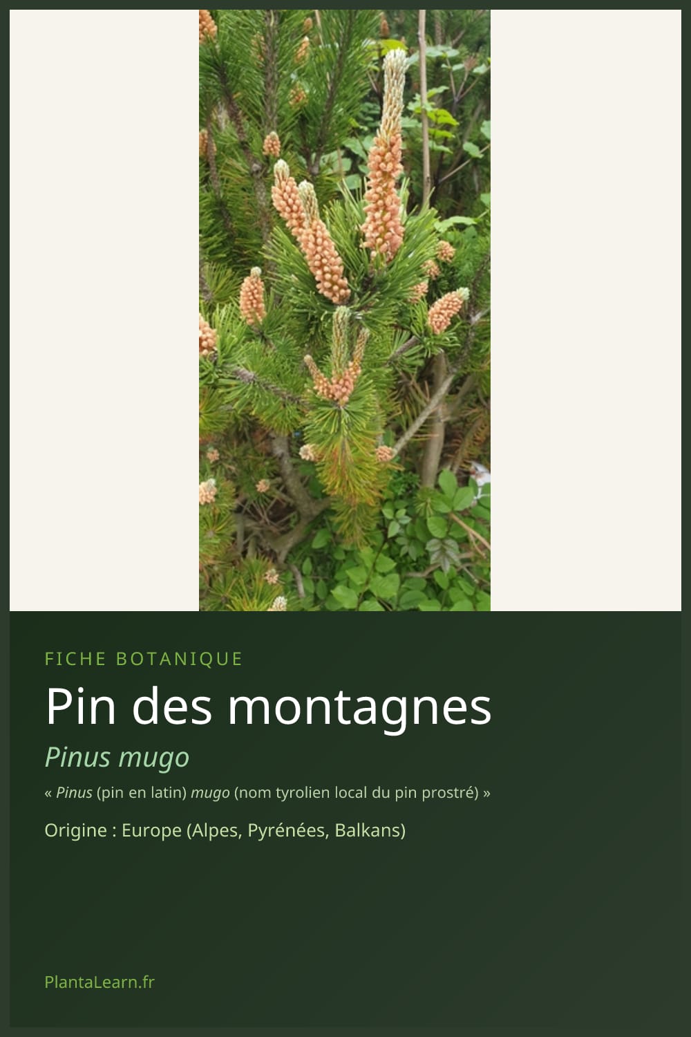 Pin des montagnes — Pin Pinterest