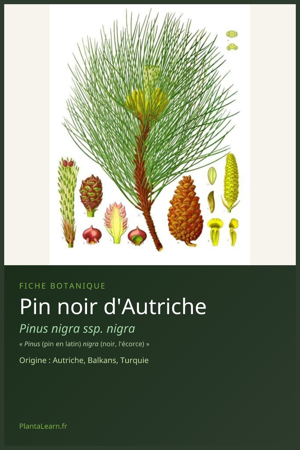 Pin noir d'Autriche — Pin Pinterest