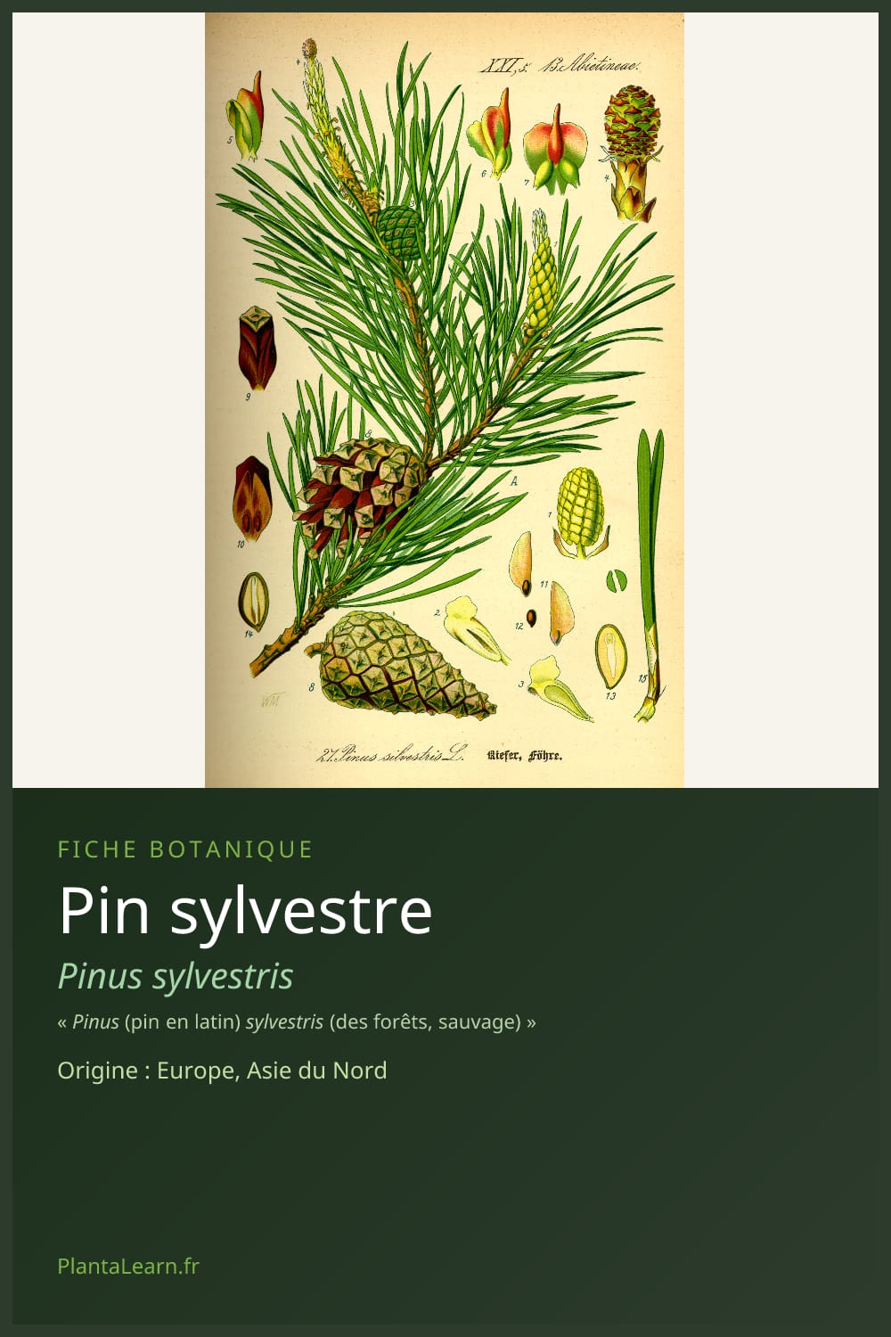 Pin sylvestre — Pin Pinterest