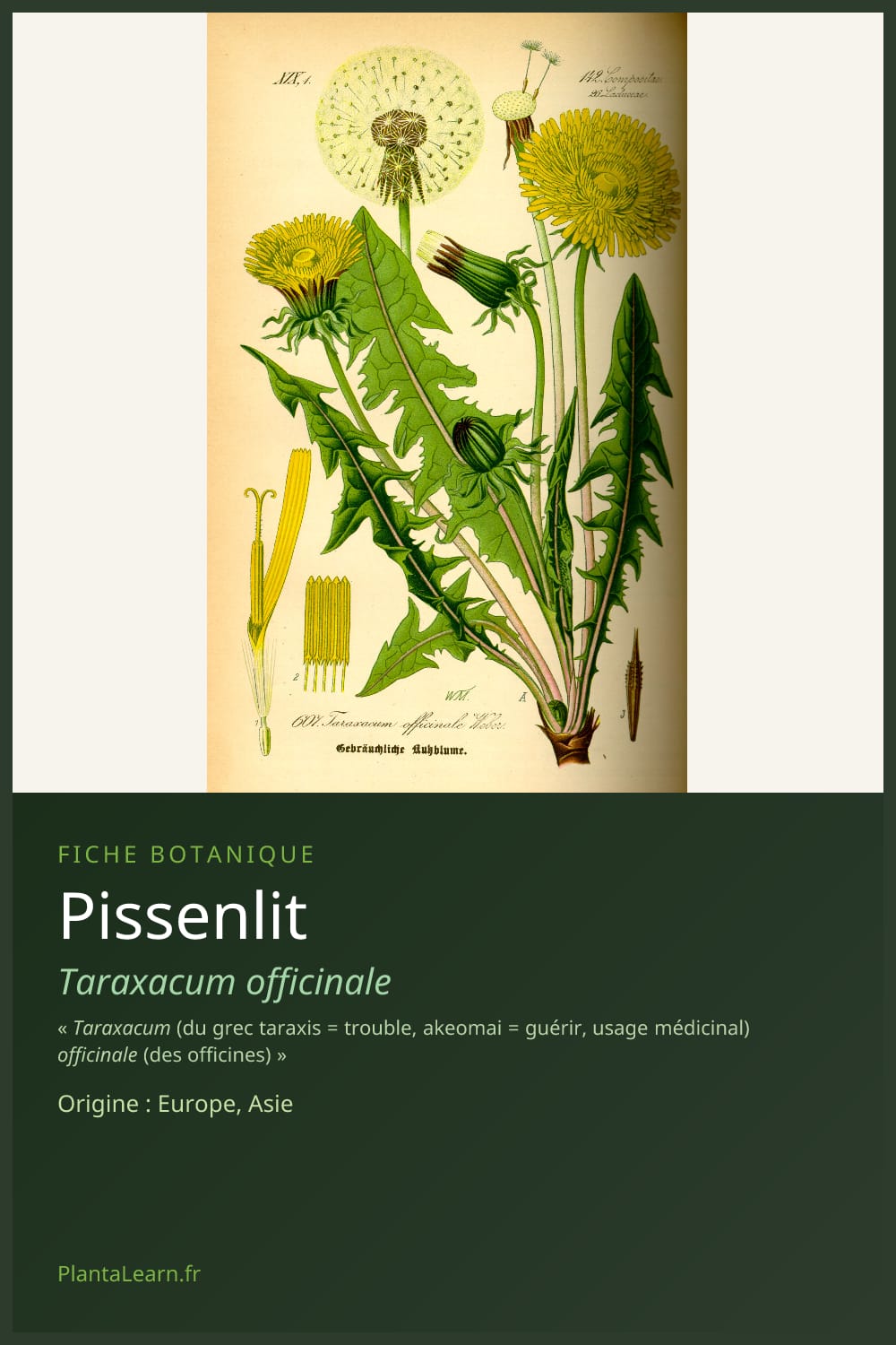 Pissenlit — Pin Pinterest