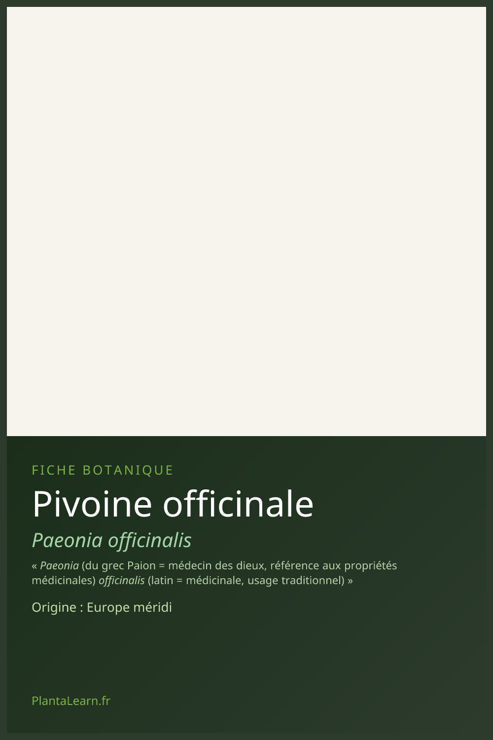 Pivoine officinale — Pin Pinterest
