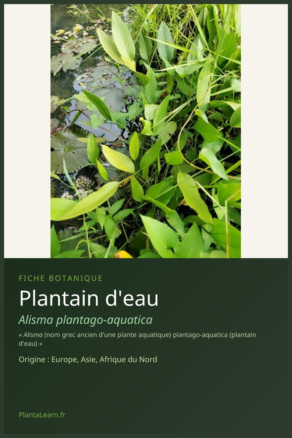 Plantain d'eau — Pin Pinterest