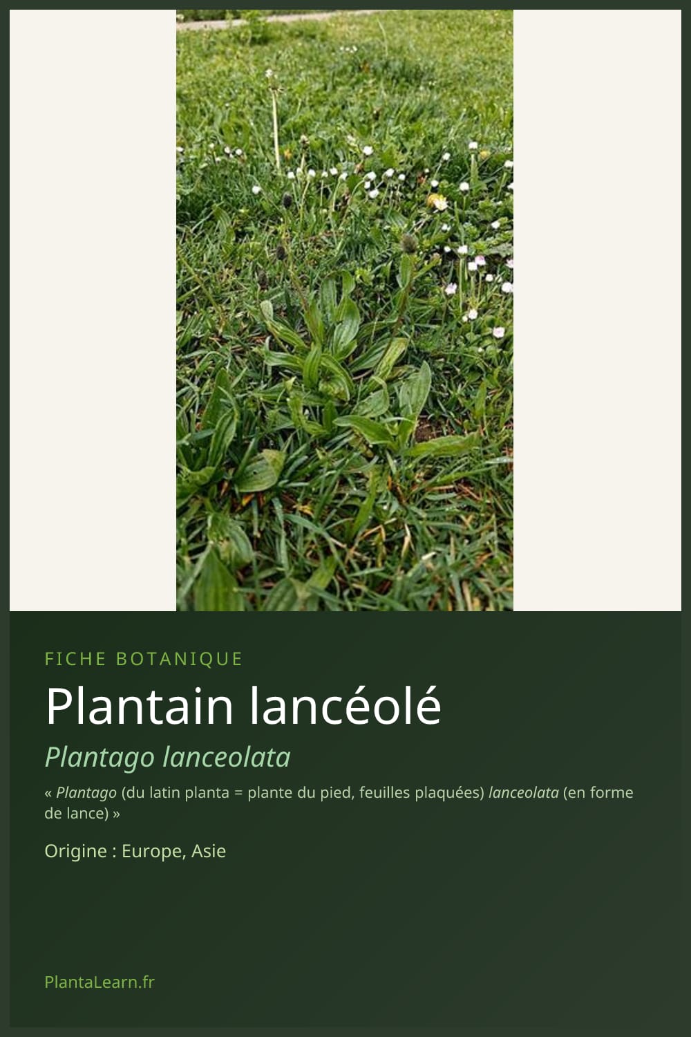 Plantain lancéolé — Pin Pinterest
