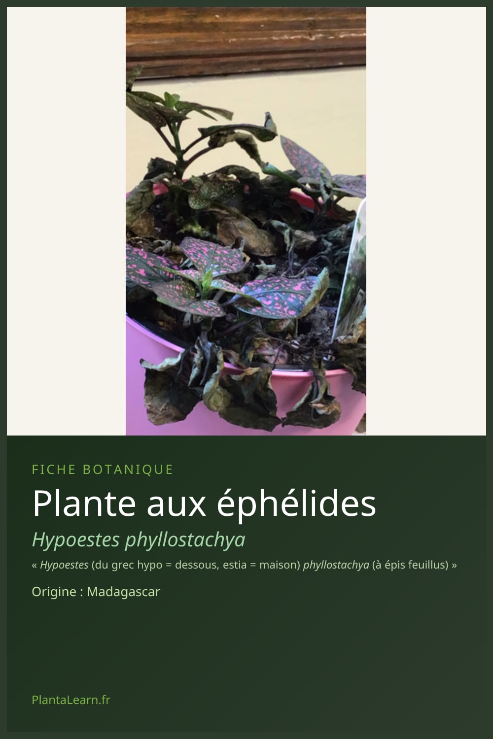 Plante aux éphélides — Pin Pinterest