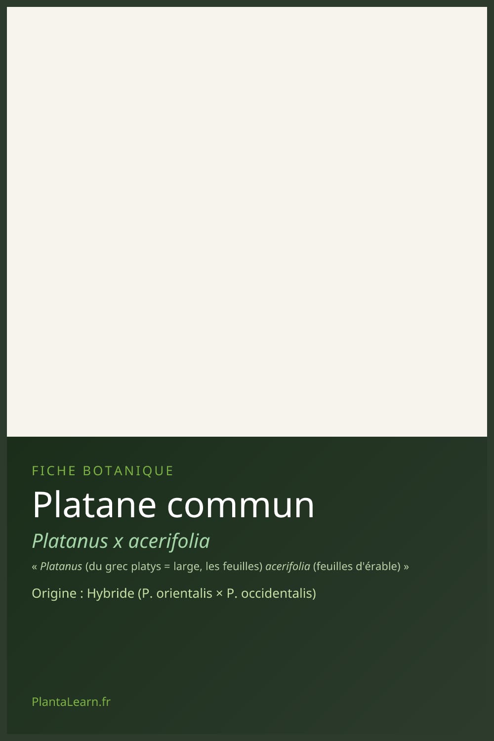 Platane commun — Pin Pinterest