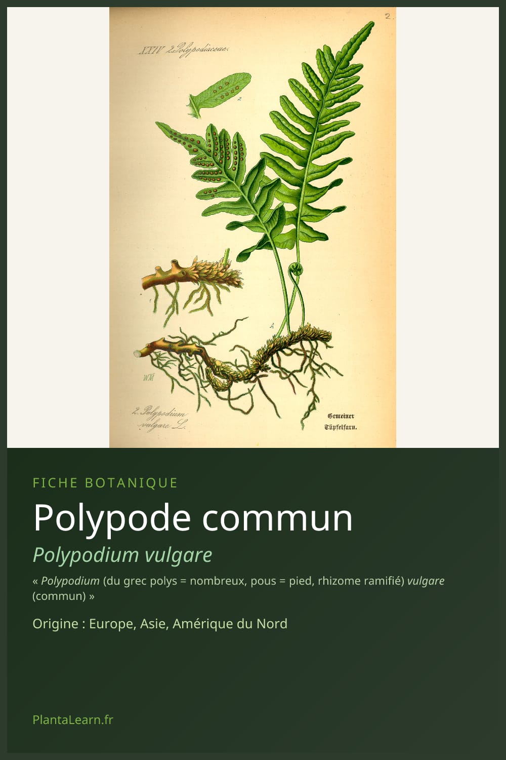 Polypode commun — Pin Pinterest